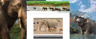 atestat informatica india elefantii html 8
