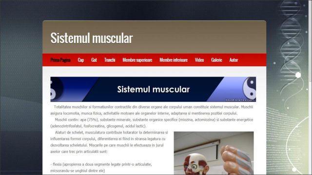 Atestat HTML Sistemul Muscular